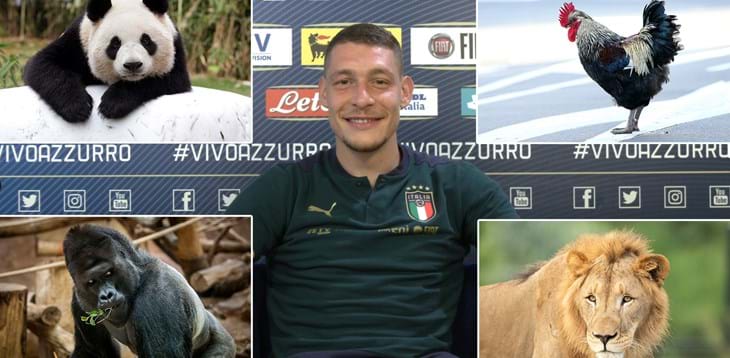 Belotti è il Gallo... e gli altri Azzurri? - Video